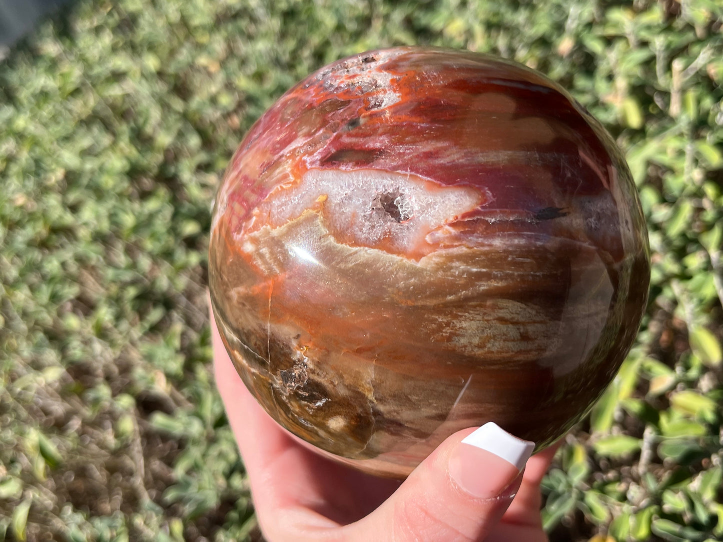 Petrified Wood Sphere