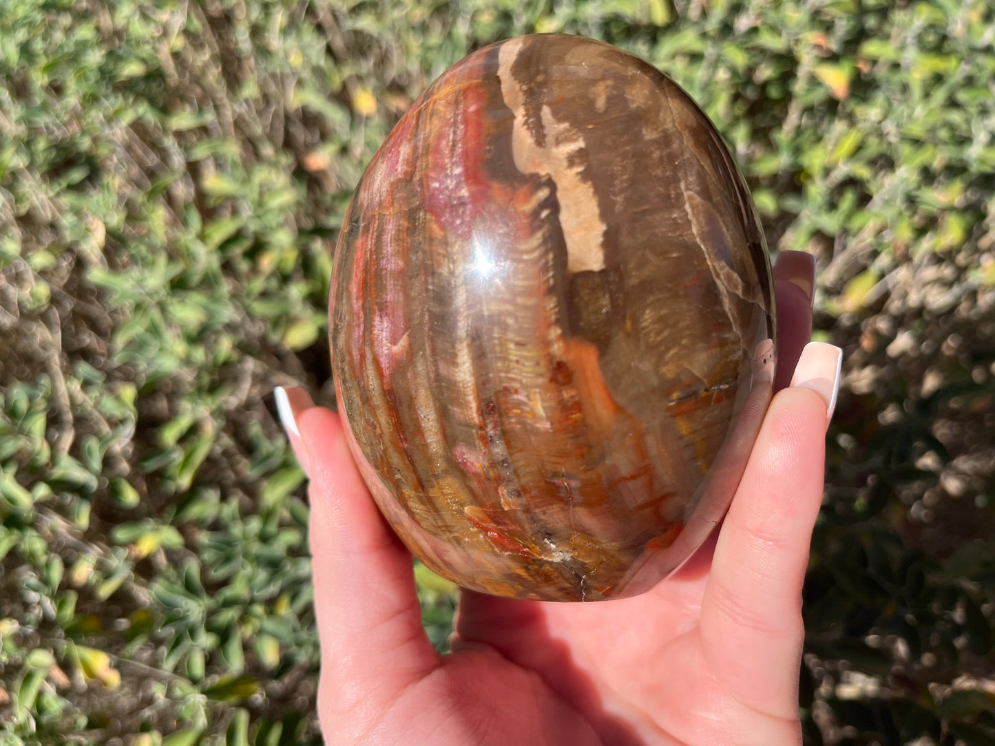 Petrified Wood Free Forms