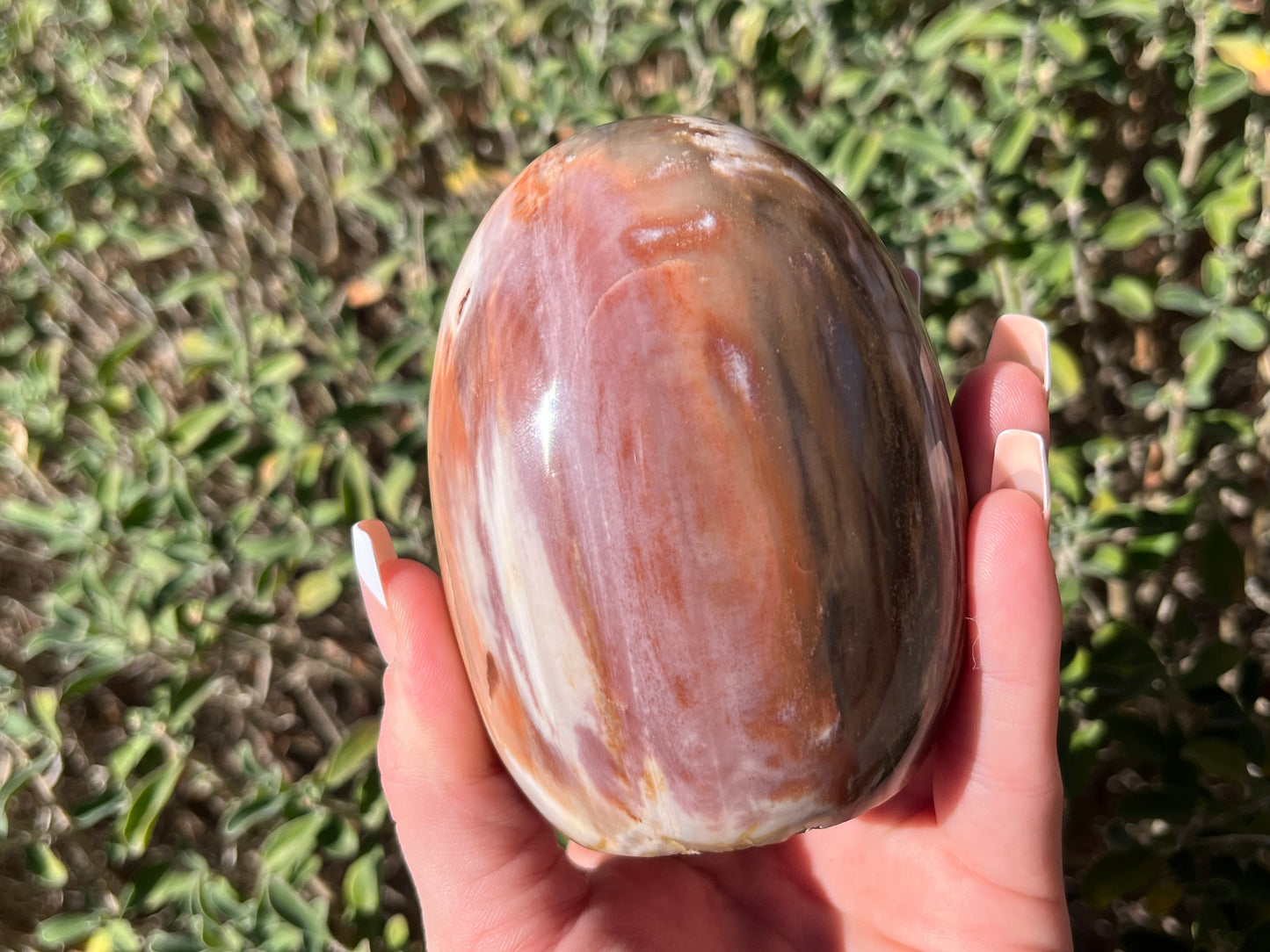Petrified Wood Free Forms