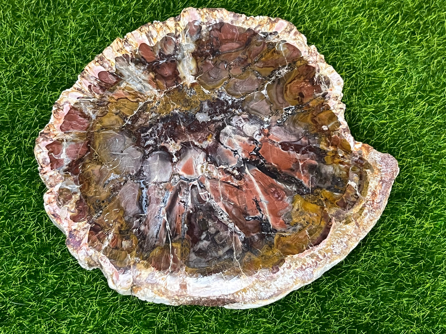 Vibrant Petrified Wood Slab