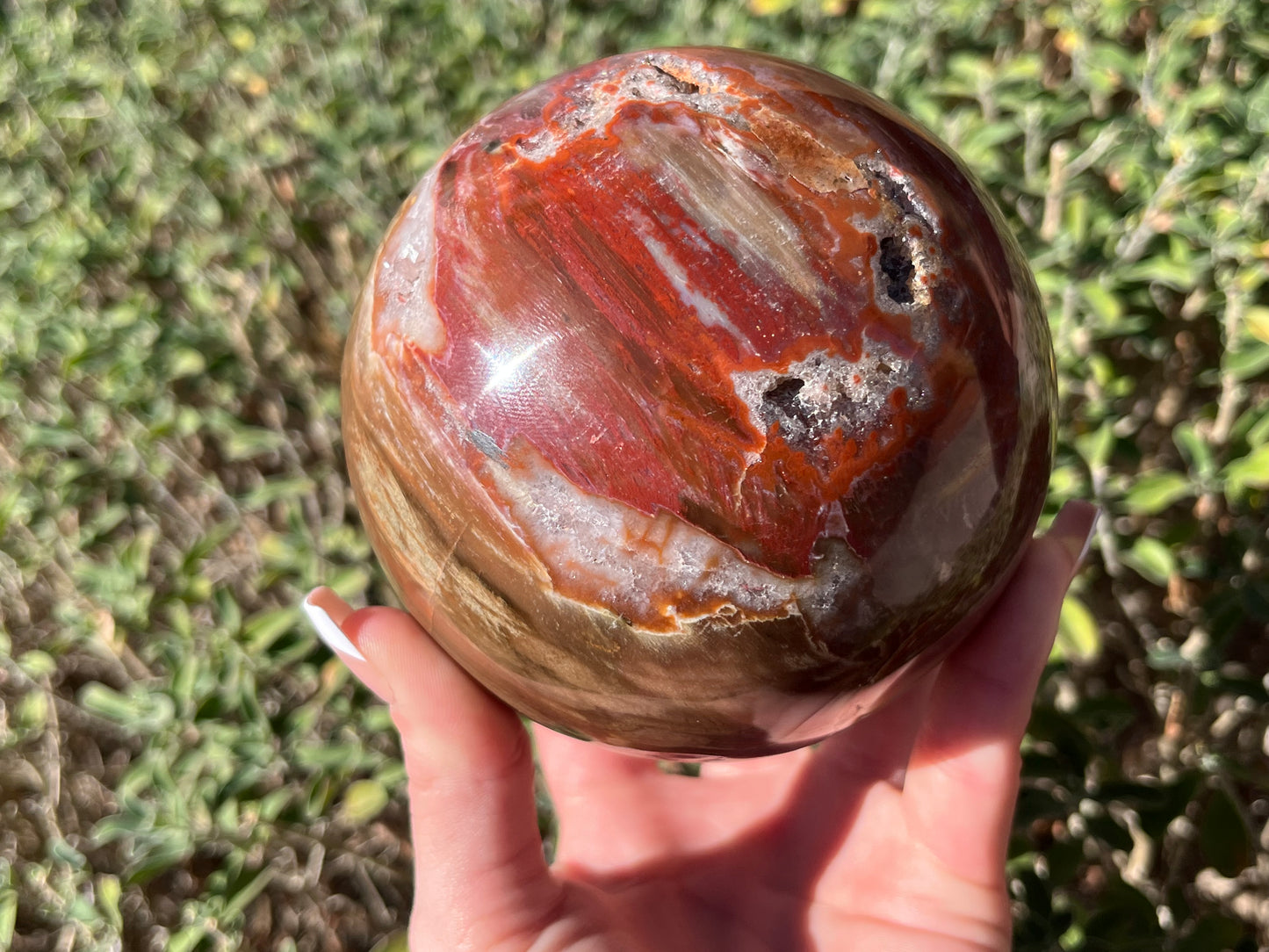 Petrified Wood Sphere