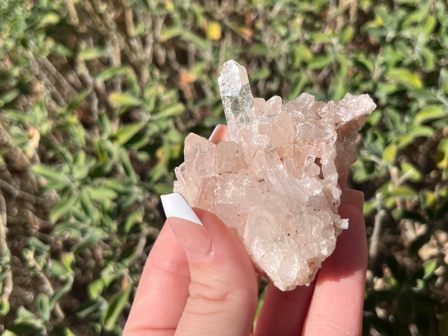 Sacred Pink Lemurian Quartz