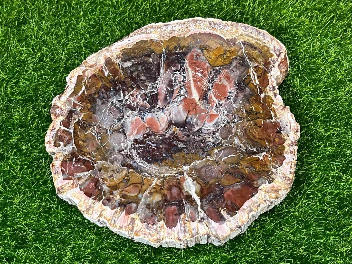 Vibrant Petrified Wood Slab