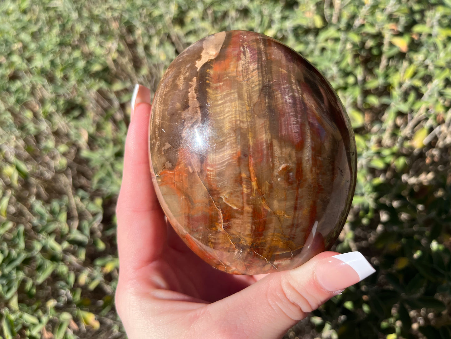 Petrified Wood Free Forms