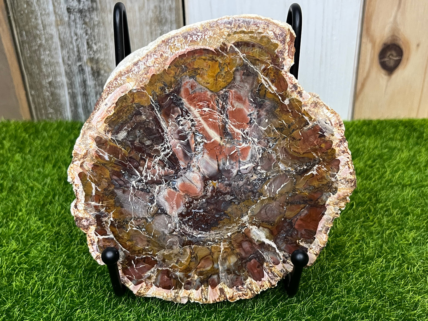 Vibrant Petrified Wood Slab