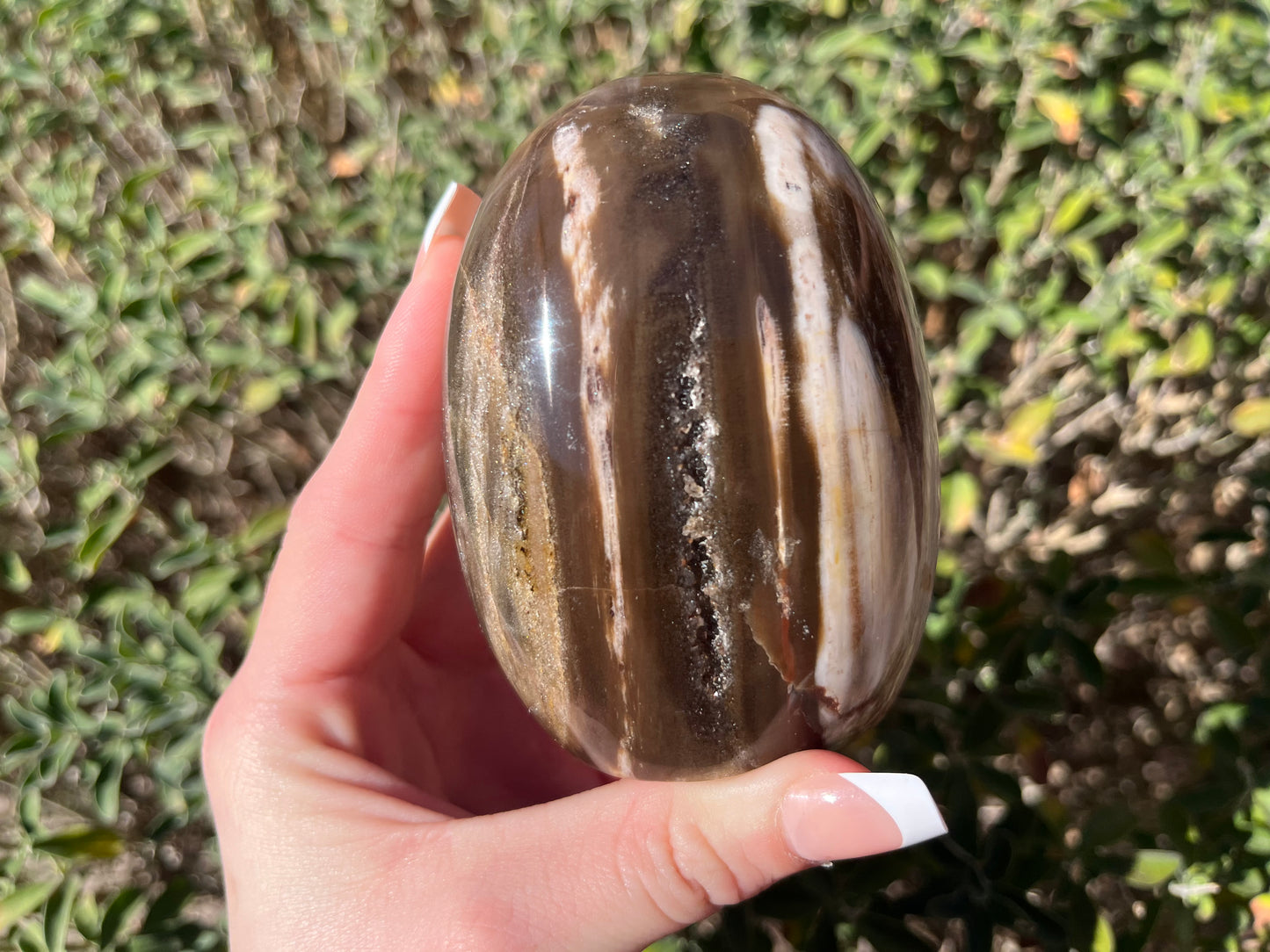 Petrified Wood Free Forms