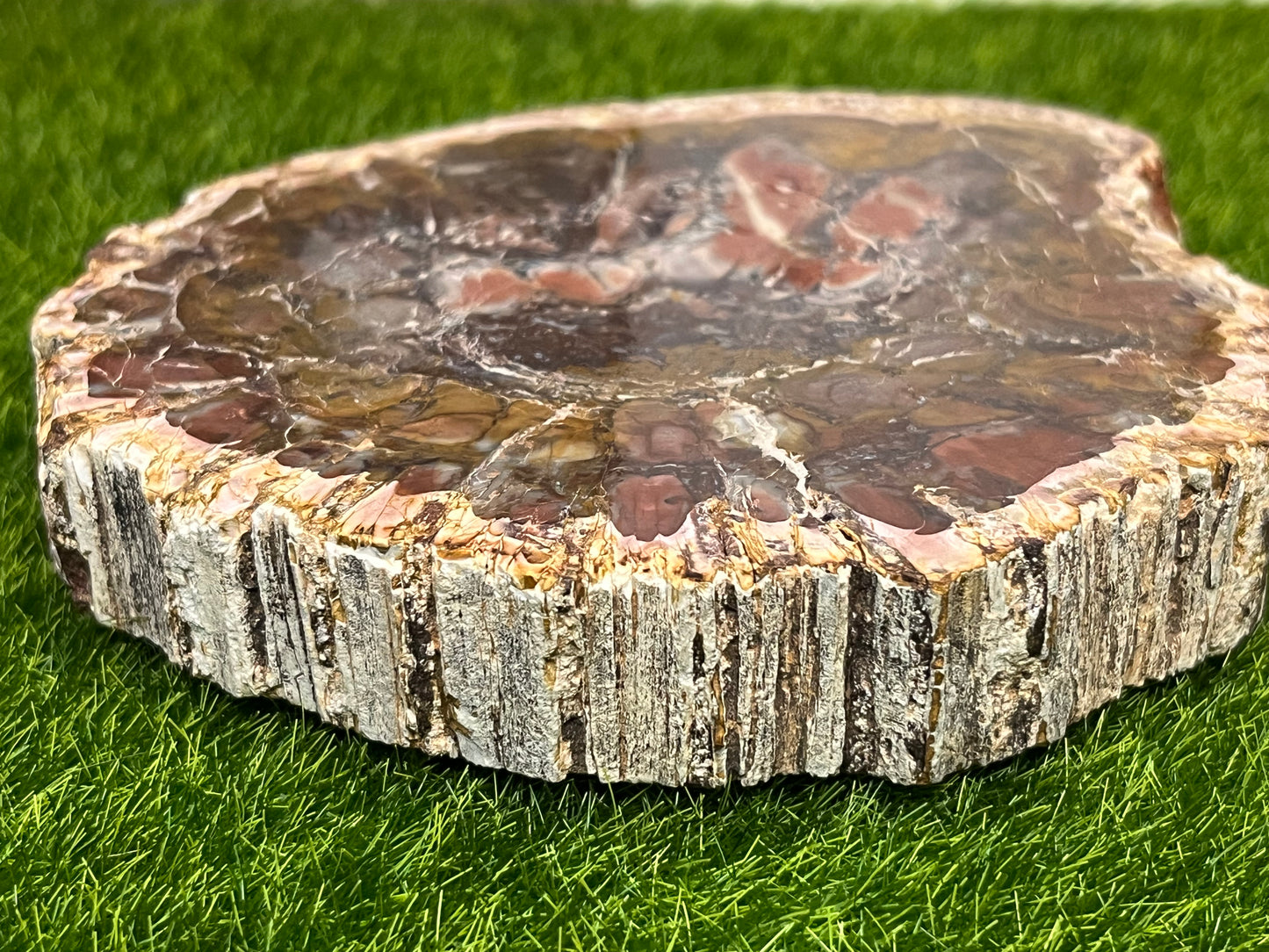 Vibrant Petrified Wood Slab