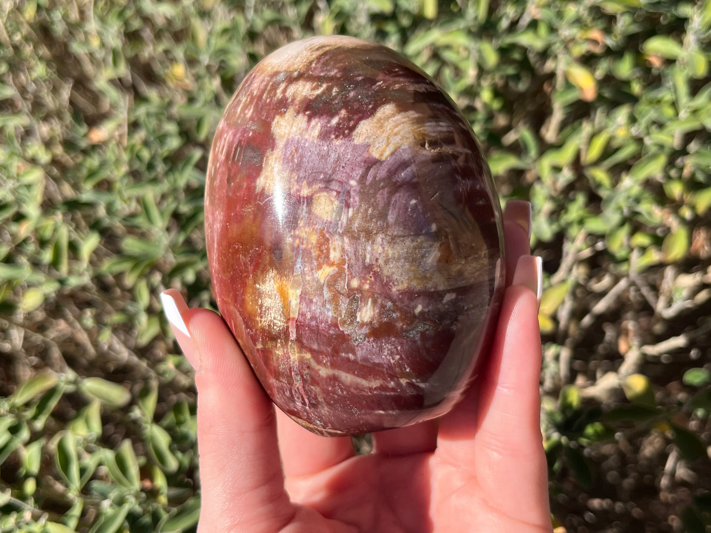 Petrified Wood Free Forms