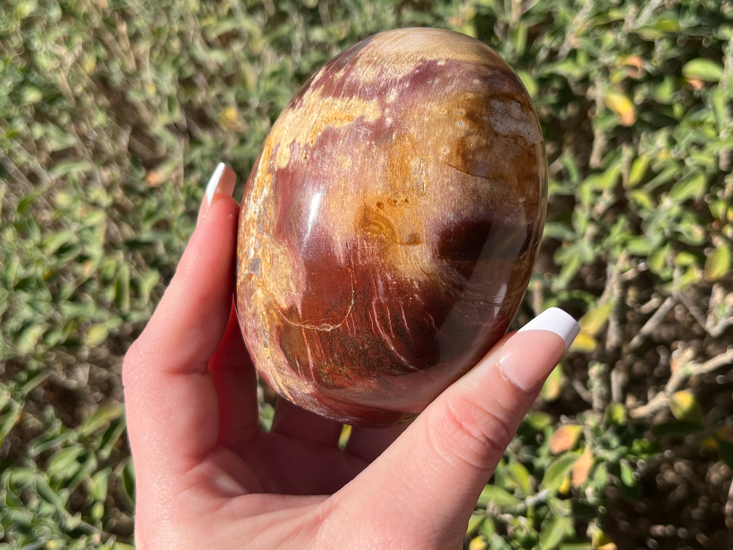 Petrified Wood Free Forms