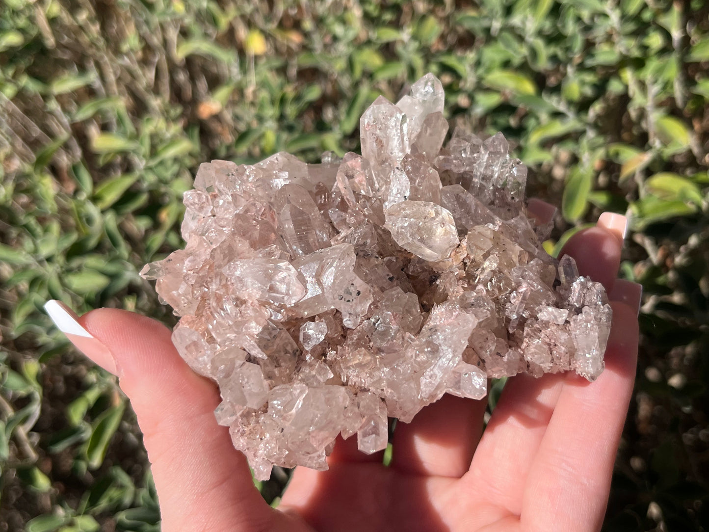 Sacred Pink Lemurian Quartz