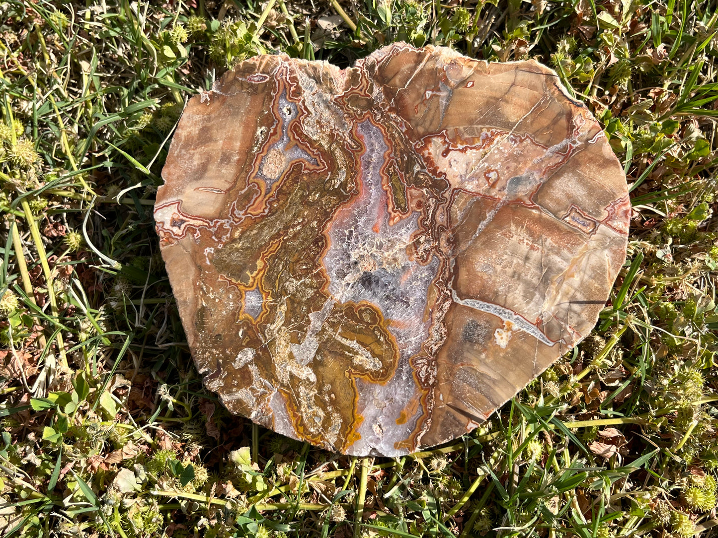 Petrified Wood Slab