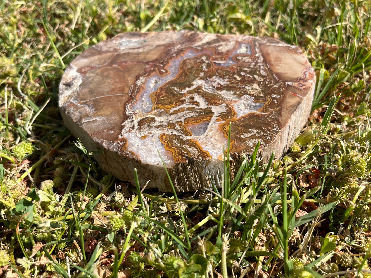 Petrified Wood Slab