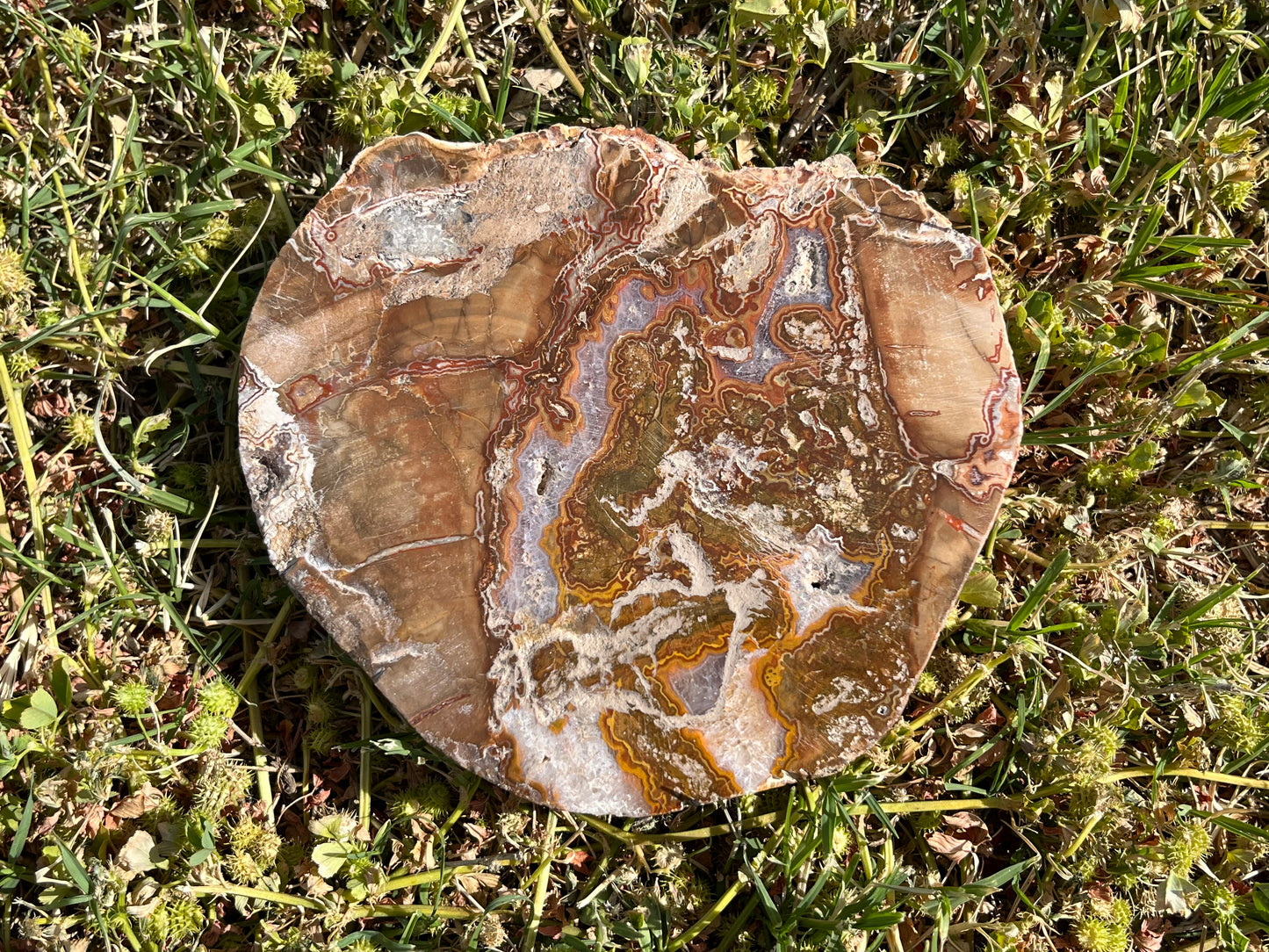 Petrified Wood Slab